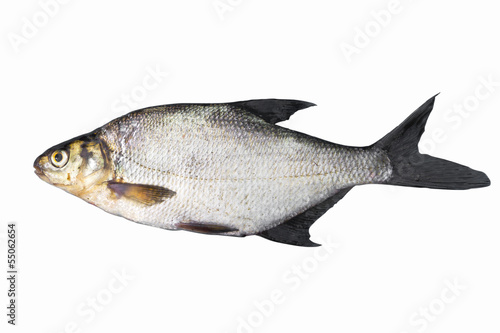 Photo: Common bream Common bream