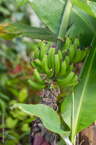 Photo: Banana Crop Banana Crop