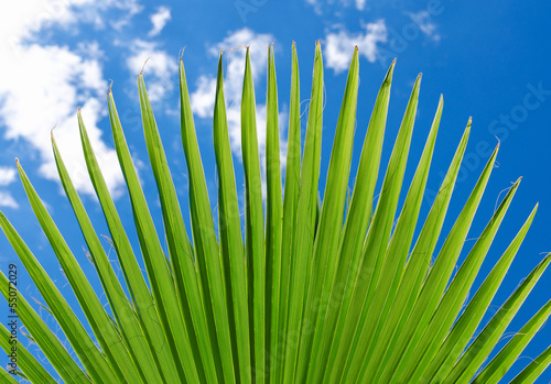 Photo: Lush green fan plam frond or leaf Lush green fan plam frond or leaf