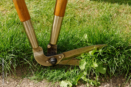 Photo: Lawn Edge Being Trimmed Lawn Edge Being Trimmed