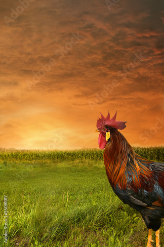 Photo: Country Life Country Life