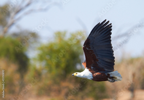 Photo: Flying Fish Eagle Flying Fish Eagle