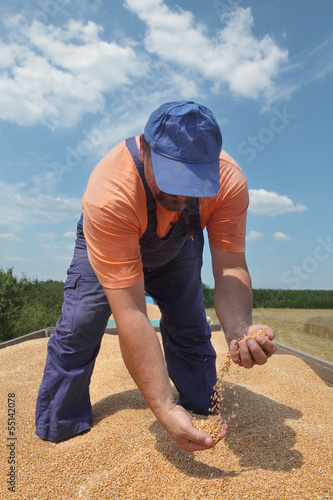 Photo: Wheat harvest, farmer at tractor trailer pouring crop Wheat harvest, farmer at tractor trailer pouring crop