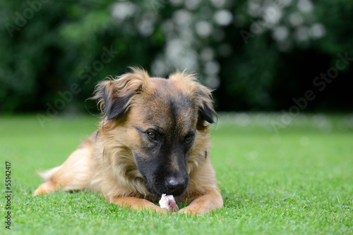 Photo: Mischling mit Knochen Mischling mit Knochen