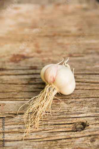 Photo: Fresh Garlic Fresh Garlic