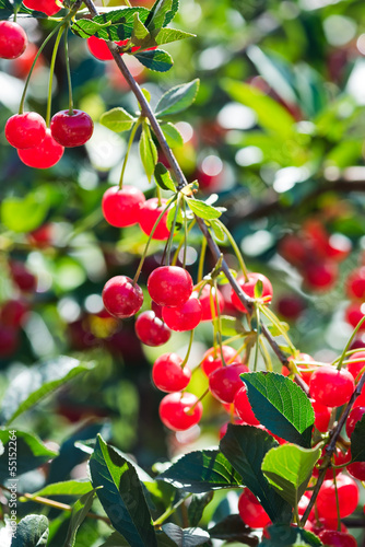 Photo: Cherries hanging on a cherry tree branch Cherries hanging on a cherry tree branch
