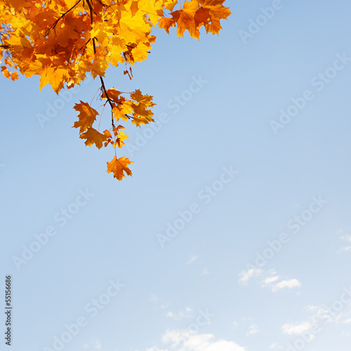 Photo: Autumn background Autumn background