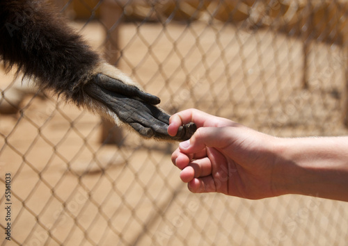 Photo: Menschen- und Affenhand Menschen- und Affenhand