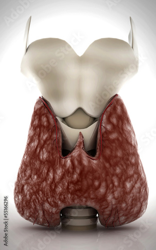 Illustration: Thyroid Thyroid