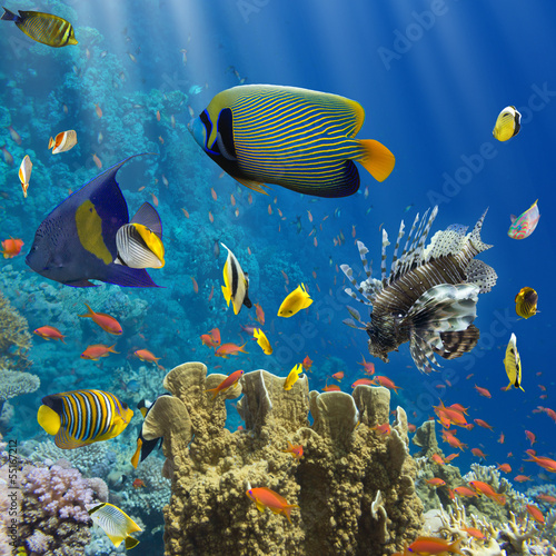 Photo: Coral and fish in the Red Sea.Egypt Coral and fish in the Red Sea.Egypt