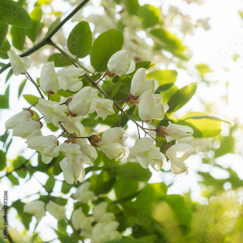Photo: Flowering Black Locust tree Flowering Black Locust tree