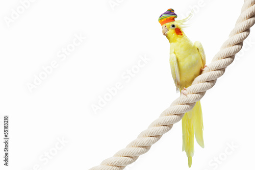 Photo: Funny parrot in hat Funny parrot in hat