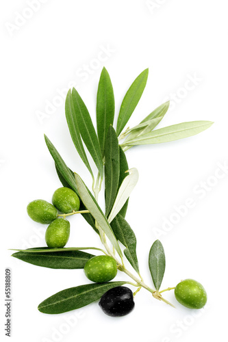 Photo: Ramo di ulivo con foglie e olive Ramo di ulivo con foglie e olive