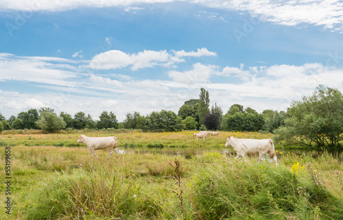 Photo: White cows walking away White cows walking away