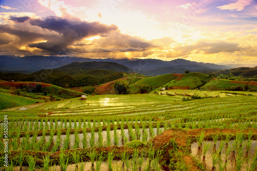 Green Terraced Rice Field in Chiangmai, Thailand at sunset