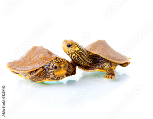 Photo: Baby turtles Baby turtles