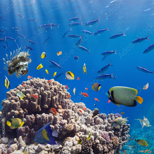 Photo: Coral and fish Coral and fish