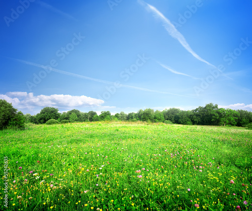 Photo: Bright meadow flowers Bright meadow flowers