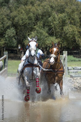 Photo: Horse Driving (doubles) Horse Driving (doubles)
