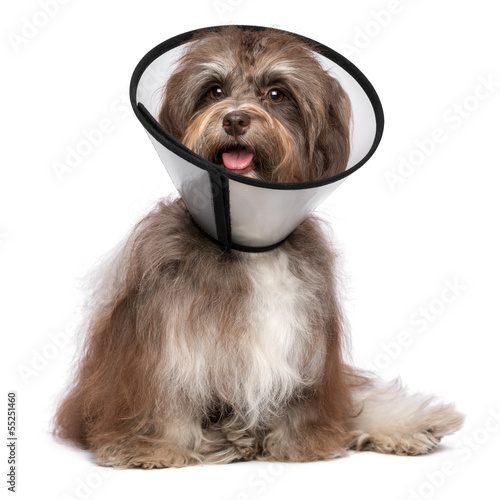 Photo: Happy grateful havanese dog is recovering and wearing a funnel c Happy grateful havanese dog is recovering and wearing a funnel c