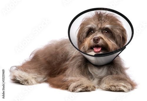 Photo: Happy grateful havanese dog is recovering and wearing a funnel c Happy grateful havanese dog is recovering and wearing a funnel c