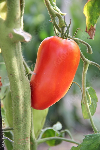 Photo: Tomate longue potager Tomate longue potager
