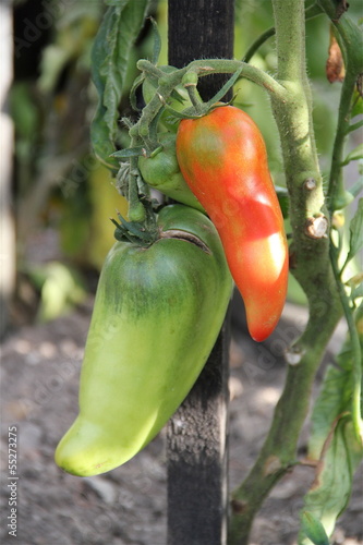 Photo: Tomate longue potager Tomate longue potager