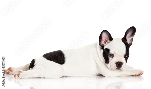 Photo: French bulldog puppy. French bulldog puppy.