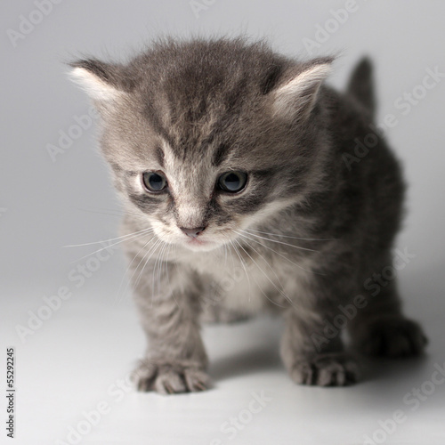 Photo: Small grey kitten Small grey kitten