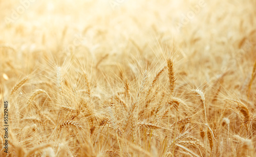 Photo: Wheat field with focus in foreground Wheat field with focus in foreground