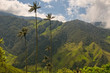Wax palm trees of Cocora Valley, colombia Wax palm trees of Cocora Valley, colombia