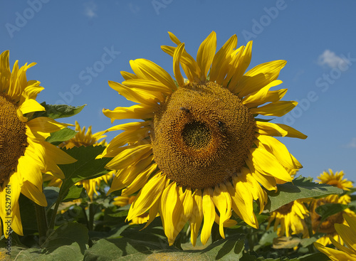 Photo: close up of large sunflower in a field close up of large sunflower in a field