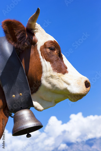 Photo: Portrait of Brown milk cow Portrait of Brown milk cow