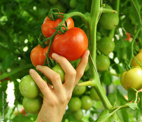 Photo: women's arm holding red tomato women's arm holding red tomato