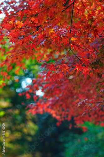 Photo: 紅葉 紅葉