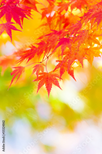 Photo: Maple tree in autumn Maple tree in autumn