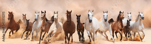 Fototapeta A herd of horses running on the sand storm