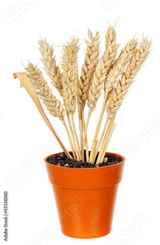 Photo: wheat in pot wheat in pot