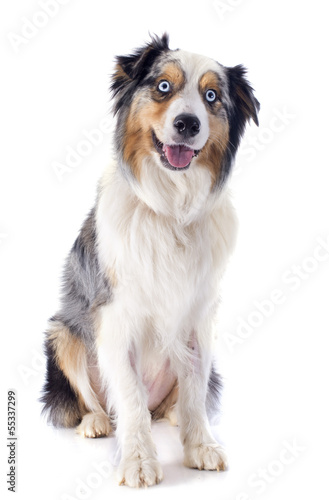 Photo: australian shepherd australian shepherd