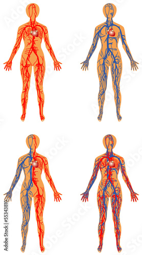 Vector: Human bloodstream - arterial and venous systems Human bloodstream - arterial and venous systems