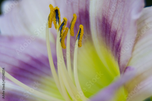 Photo: macro extreme close up of flower macro extreme close up of flower