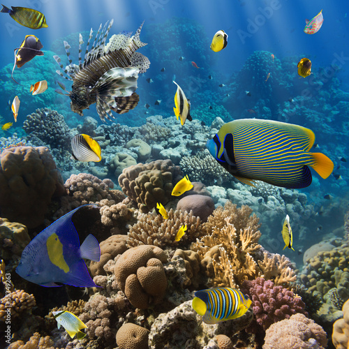 Photo: Coral and fish Coral and fish