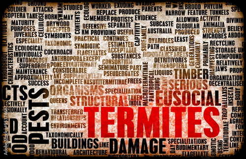 Illustration: Termites Termites
