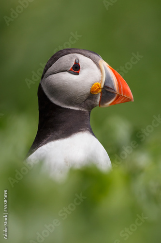 Photo: puffin puffin