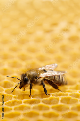 Photo: Macro of working bee on honeycells. Macro of working bee on honeycells.