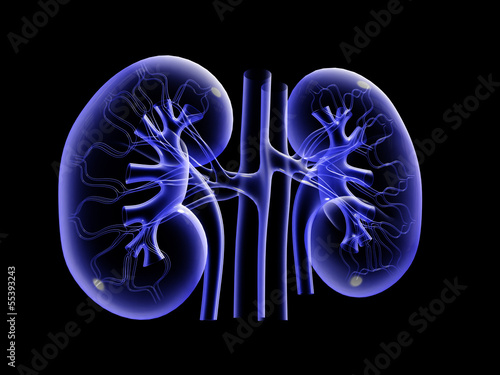 Illustration: Kidney Kidney