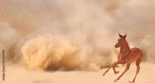Photo: Arabian foal running out of the Desert Storm Arabian foal running out of the Desert Storm