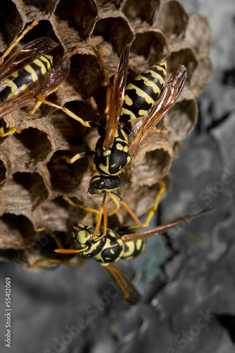 Photo: wasps on comb. macro wasps on comb. macro