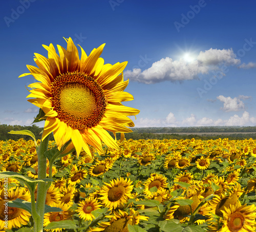 Photo: Field of sunflowers. Field of sunflowers.