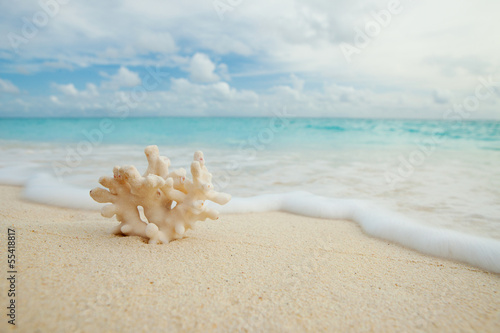 Photo: Coral on the beach Coral on the beach